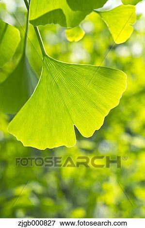 Green ginkgo leaf View Large Photo Image Stock Photo - Green ginkgo leaf. Fotosearch