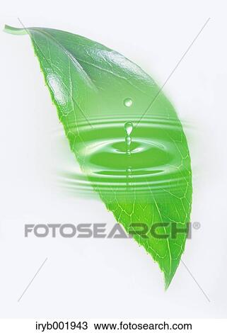 Green leaf and water drop View Large Photo Image Stock Image - Green leaf and water drop. Fotosearch