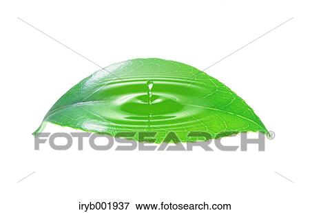 Stock Photo - Green leaf and water drop. Fotosearch