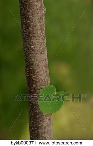 Green leaf on tree View Large Photo Image Stock Image - Green leaf on tree. Fotosearch