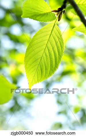 Green leaf View Large Photo Image Stock Image - Green leaf. Fotosearch