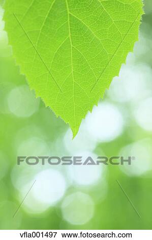 Stock Photo - Green leaf. Fotosearch