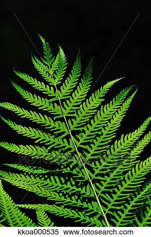 Stock Photography - Green leaf. Fotosearch