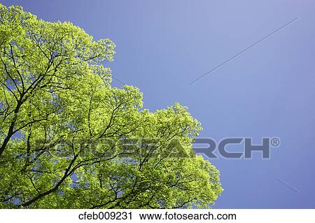 Green leaves and blue sky View Large Photo Image Stock Image - Green leaves and blue sky. Fotosearch