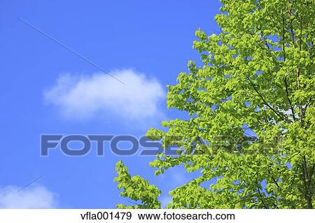 Green leaves and blue sky with clouds View Large Photo Image Stock Photo - Green leaves and blue sky with clouds. Fotosearch