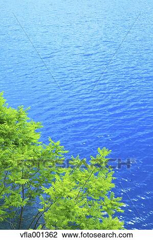Green leaves and lake, Akita Prefecture View Large Photo Image Stock Image - Green leaves and lake, Akita Prefecture. Fotosearch