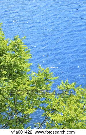 Green leaves and lake, Akita Prefecture View Large Photo Image Stock Image - Green leaves and lake, Akita Prefecture. Fotosearch