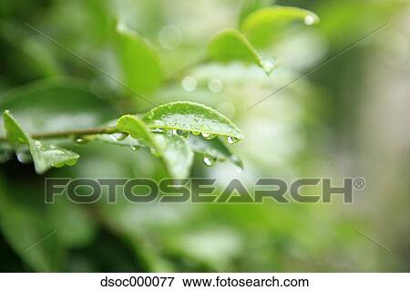 Green leaves and rain View Large Photo Image Stock Photo - Green leaves and rain. Fotosearch