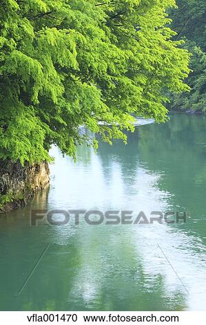 Green leaves and river, Aomori Prefecture View Large Photo Image Stock Image - Green leaves and river, Aomori Prefecture. Fotosearch