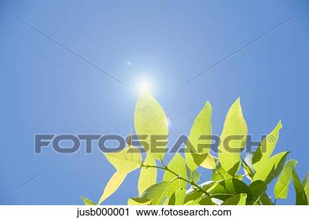 Stock Image - Green leaves and sky. Fotosearch