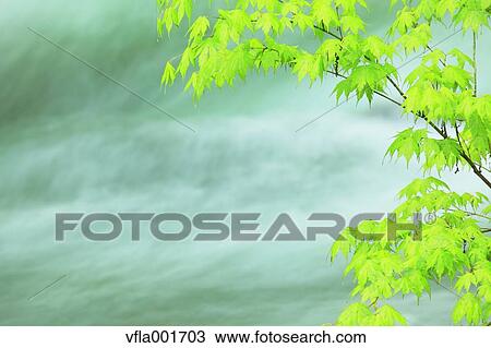 Green leaves and water stream View Large Photo Image Stock Image - Green leaves and water stream. Fotosearch