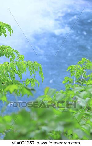 Green leaves and water stream View Large Photo Image Stock Photo - Green leaves and water stream. Fotosearch