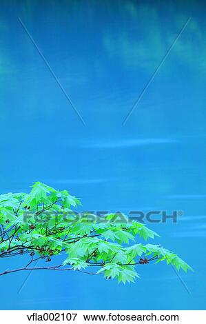 Green leaves and water stream View Large Photo Image Stock Photo - Green leaves and water stream. Fotosearch