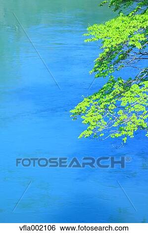 Green leaves and water stream View Large Photo Image Stock Photograph - Green leaves and water stream. Fotosearch