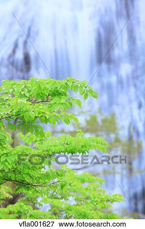 Green leaves and waterfall View Large Photo Image Stock Photo - Green leaves and waterfall. Fotosearch