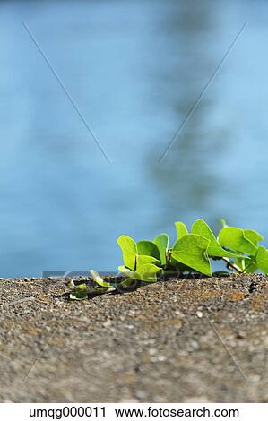 Stock Image - Green leaves on concrete. Fotosearch