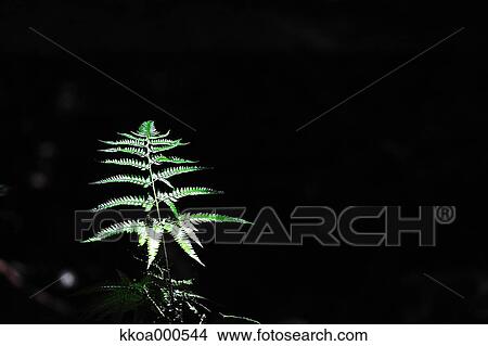Green leaves View Large Photo Image Picture - Green leaves. Fotosearch
