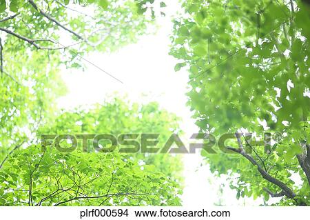 Green leaves View Large Photo Image Picture - Green leaves. Fotosearch