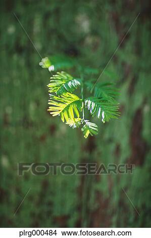 Green leaves View Large Photo Image Picture - Green leaves. Fotosearch