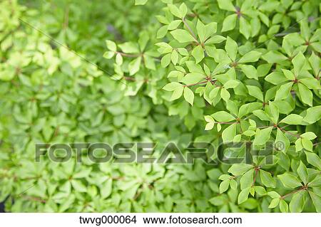Picture - Green leaves. Fotosearch