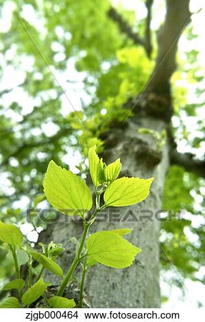 Picture - Green leaves. Fotosearch