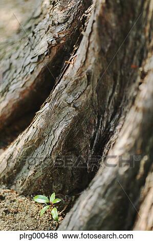 Green leaves sprouting View Large Photo Image Stock Photo - Green leaves sprouting. Fotosearch