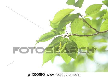 Green leaves View Large Photo Image Stock Image - Green leaves. Fotosearch