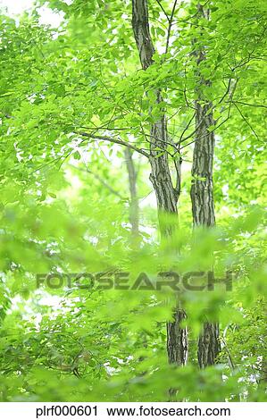 Green leaves View Large Photo Image Stock Image - Green leaves. Fotosearch