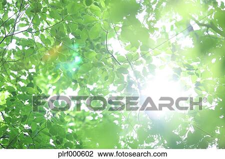 Green leaves View Large Photo Image Stock Image - Green leaves. Fotosearch