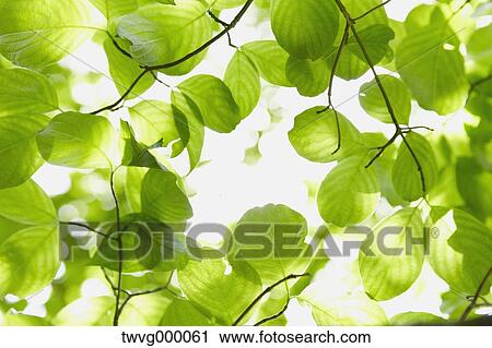 Stock Image - Green leaves. Fotosearch