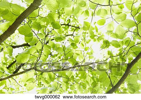 Green leaves View Large Photo Image Stock Image - Green leaves. Fotosearch