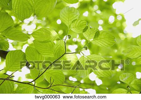 Green leaves View Large Photo Image Stock Image - Green leaves. Fotosearch