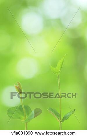 Stock Image - Green leaves. Fotosearch