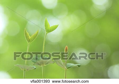 Green leaves View Large Photo Image Stock Image - Green leaves. Fotosearch