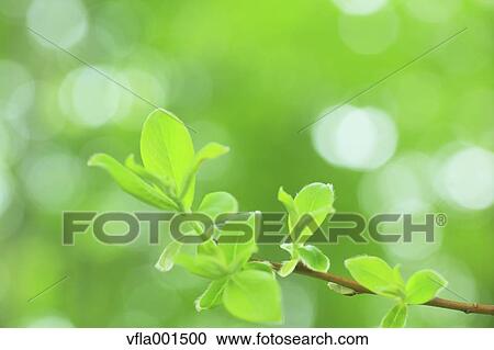 Green leaves View Large Photo Image Stock Image - Green leaves. Fotosearch