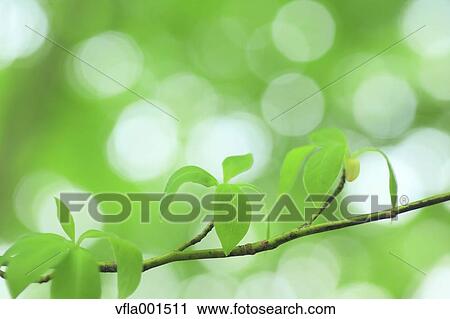 Green leaves View Large Photo Image Stock Image - Green leaves. Fotosearch