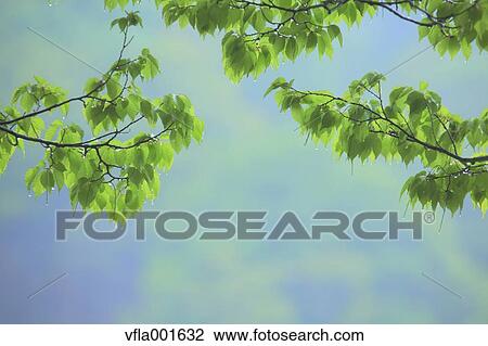 Green leaves View Large Photo Image Stock Image - Green leaves. Fotosearch