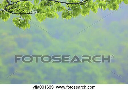 Green leaves View Large Photo Image Stock Image - Green leaves. Fotosearch