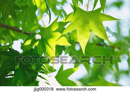 Stock Photo - Green leaves. Fotosearch