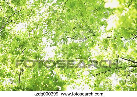 Stock Photo - Green leaves. Fotosearch