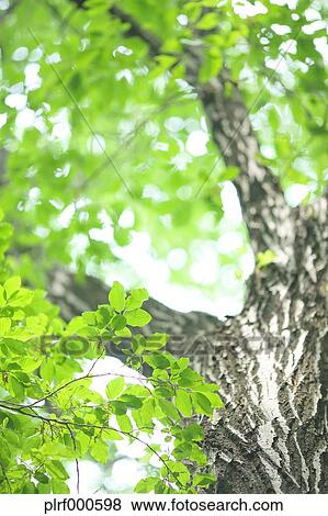 Green leaves View Large Photo Image Stock Photo - Green leaves. Fotosearch