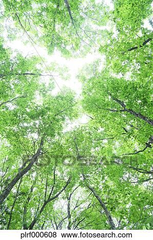 Green leaves View Large Photo Image Stock Photo - Green leaves. Fotosearch