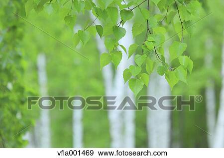 Green leaves View Large Photo Image Stock Photo - Green leaves. Fotosearch