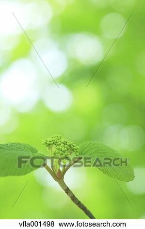 Green leaves View Large Photo Image Stock Photo - Green leaves. Fotosearch