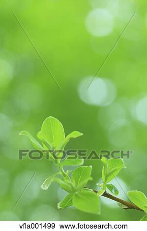 Stock Photo - Green leaves. Fotosearch