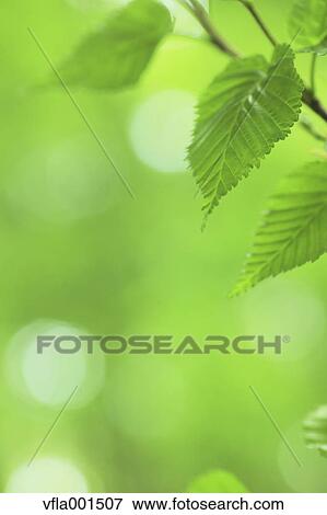 Green leaves View Large Photo Image Stock Photo - Green leaves. Fotosearch