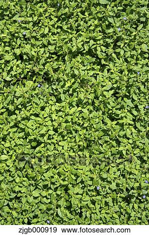 Green leaves View Large Photo Image Stock Photo - Green leaves. Fotosearch