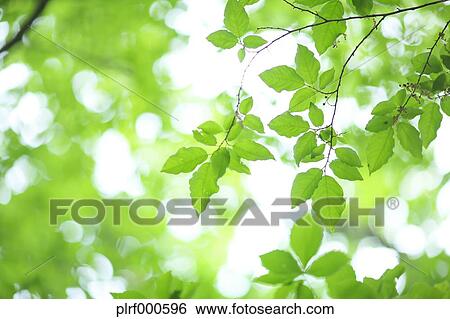 Stock Photograph - Green leaves. Fotosearch