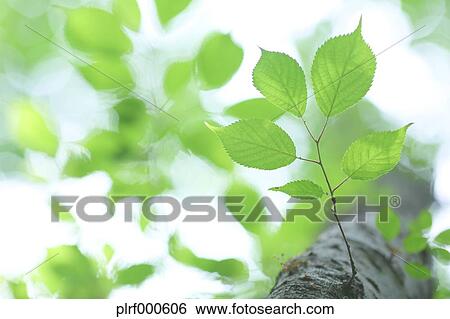 Stock Photograph - Green leaves. Fotosearch