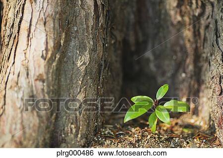 Stock Photograph - Green leaves. Fotosearch